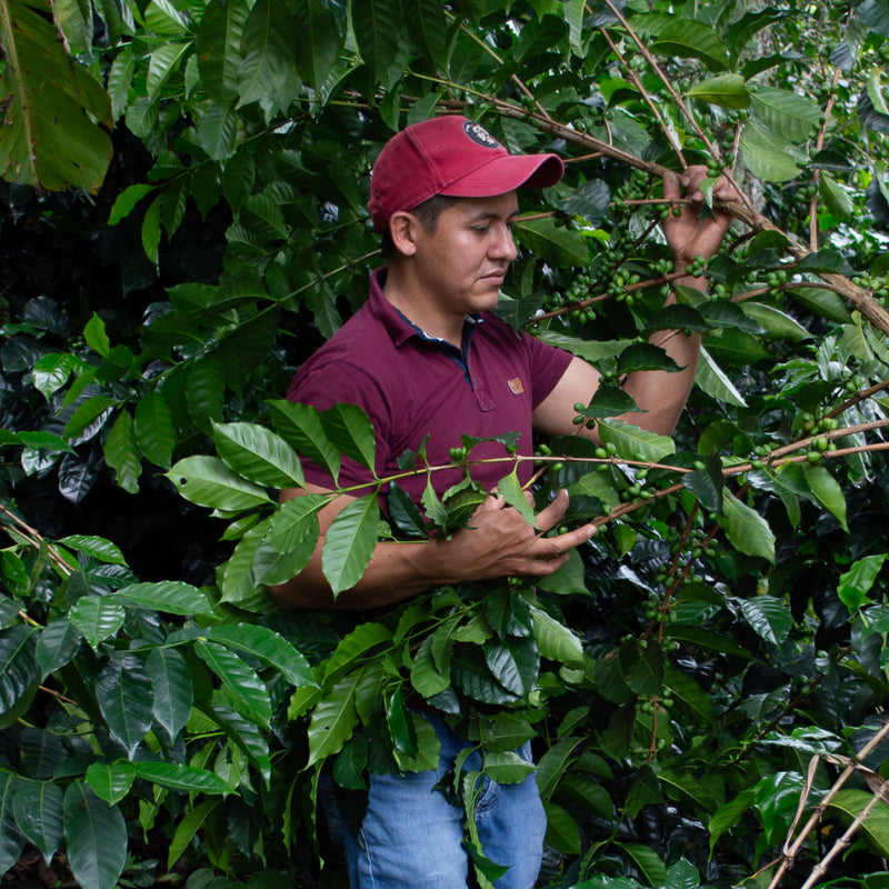 Jorge Rojas is a true leader in Tolima's specialty coffee community