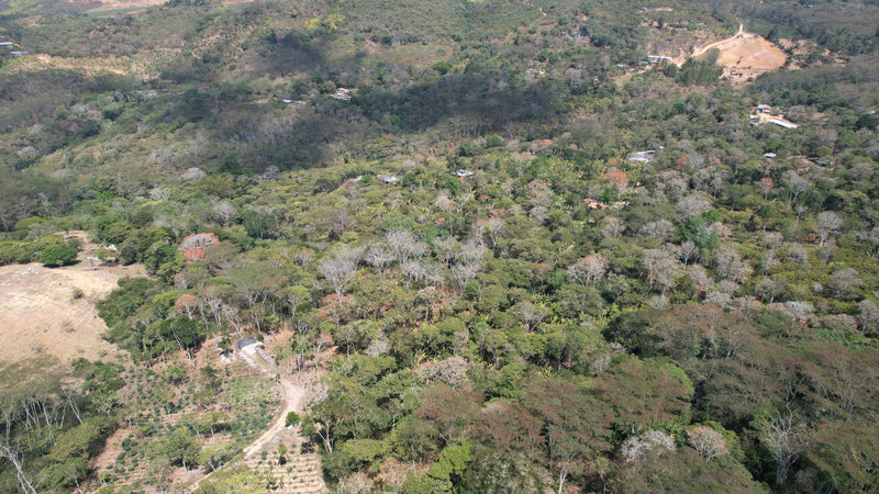 Regenerative Organic Certified coffee producers, such as La Pradera, are at the forefront of clean coffee farming 