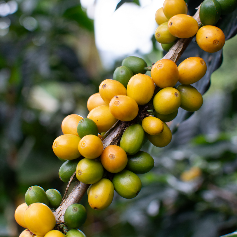 One of the world's best organic farms, Hacienda La Pradera, returns for the season